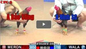 Trận 10 CPC2 6/8/2025