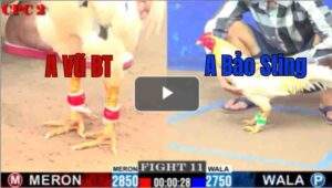 Trận 11 CPC2 1/8/2025