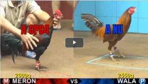 Trận 11 CPC4 2/8/2025