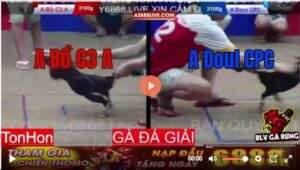 Trận 11 Tonhon 13/8/2025