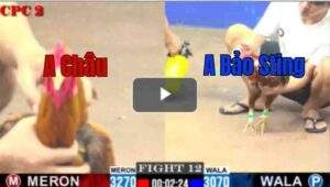 Trận 12 CPC2 1/8/2025