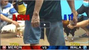 Trận 12 CPC4 2/8/2025