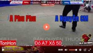 Trận 12 Tonhon 13/8/2025