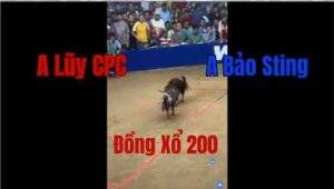 Trận 12 Tonhon 27/8/2025