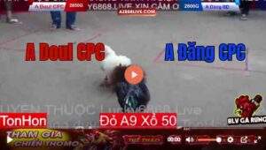 Trận 13 Tonhon 13/8/2025