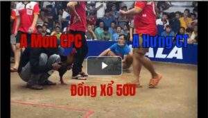 Trận 13 Tonhon 27/8/2025