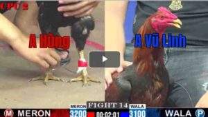 Trận 14 CPC2 3/8/2025