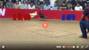 Trận 14 Tonhon 13/8/2025