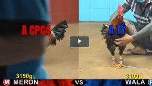 Trận 15 CPC4 2/8/2025