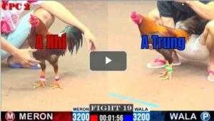 Trận 19 CPC2 6/8/2025