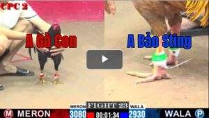 Trận 23 CPC2 6/8/2025