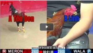 Trận 27 CPC2 3/8/2025