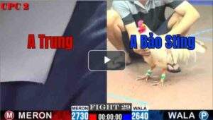 Trận 29 CPC2 6/8/2025