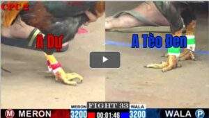 Trận 33 CPC2 3/8/2025