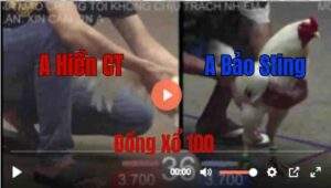 Trận 36 Tonhon 27/8/2025