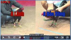 Trận 37 CPC2 6/8/2025