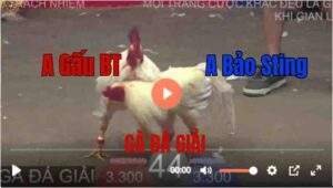 Trận 44 Tonhon 27/8/2025