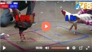 Trận 5 Bồ Dinh Bà 30/8/2025