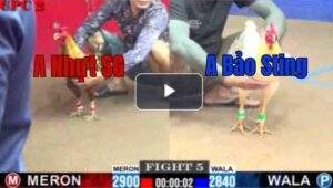 Trận 5 CPC2 1/8/2025