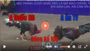 Trận 50 Tonhon 27/8/2025