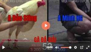 Trận 52 Tonhon 27/8/2025