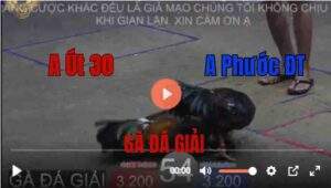 Trận 54 Tonhon 27/8/2025