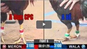 Trận 6 CPC3 5/8/2025