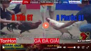 Trận 6 Tonhon 13/8/2025