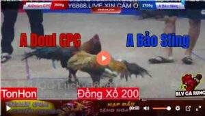 Trận 7 Tonhon 13/8/2025