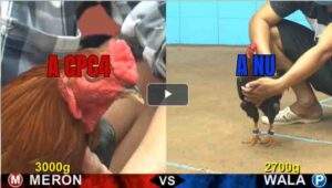 Trận 8 CPC4 2/8/2025