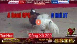 Trận 8 Tonhon 13/8/2025