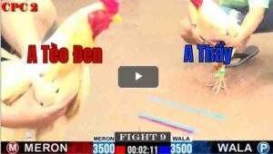 Trận 9 CPC2 3/8/2025