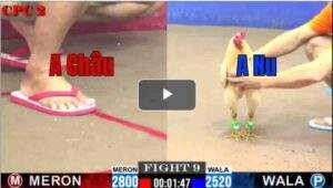 Trận 9 CPC2 6/8/2025