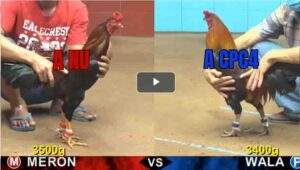 Trận 9 CPC4 2/8/2025