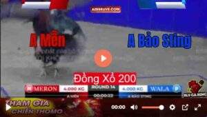 Trận 14 Tonhon 12/9/2025