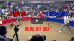 Trận 14 Tonhon 27/9/2025