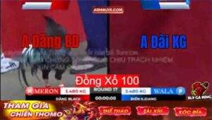 Trận 17 Tonhon 12/9/2025