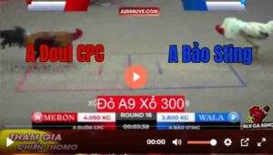 Trận 18 Tonhon 12/9/2025