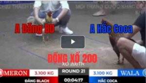 Trận 21 Tonhon 27/9/2025