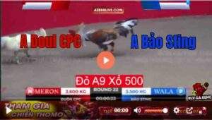 Trận 23 Tonhon 12/9/2025