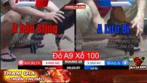 Trận 24 Tonhon 12/9/2025