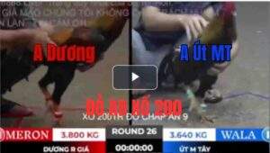 Trận 26 Tonhon 27/9/2025