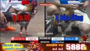 Trận 33 Tonhon 12/9/2025