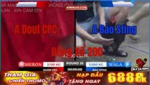 Trận 35 Tonhon 12/9/2025