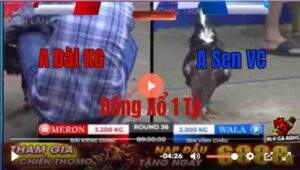 Trận 36 Tonhon 12/9/2025