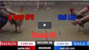 Trận 36 Tonhon 27/9/2025