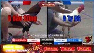 Trận 39 Tonhon 12/9/2025