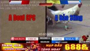 Trận 4 Tonhon 9/10/2025