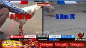 Trận 40 Tonhon 12/9/2025