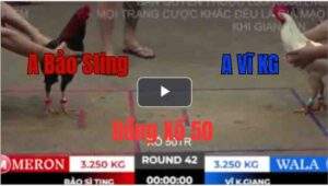 Trận 42 Tonhon 27/9/2025